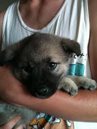 Proven tips from dog experts that has worked for more than 875,000 dog owners worldwide. Vaila A Norwegian Elkhound Puppy Norwegian Elkhound Australian Shepherd Working Dogs