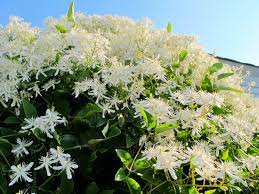 These are followed with red berries over the summer. Jitterbug Perfume Feather By Feather