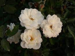 China Plants Com White Floribunda Roses Floribunda Roses Rose Rose Bush