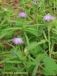 Image result for Vernonia galamensis