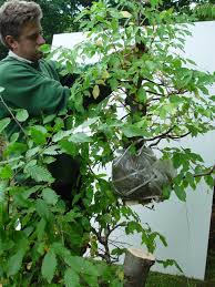 On woody plants such as crotons, fatshederas, camellias and gardenias a ring of bark can be removed instead of making a slanting cut. What Is Air Layering The Garden Of Eaden
