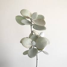 Kalanchoe Bracteata Silver Teaspoons The Green Area