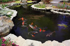 The gang sets for a leisure time at the swimming pool before final exams. Services Nimbus Pond Inc