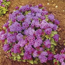 Image result for Ageratum