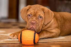 Die bordeaux dogge ist in ihrer haltung anspruchsvoller, als andere rassen. Bordeaux Dogge Tierisch Verliebt De
