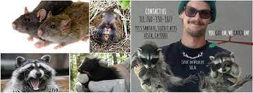 San diego pest control services. Catch Em Wildlife Socal About Facebook