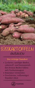 Susskartoffeln Anbauen Tipps Zum Pflanzen Im Garten Susskartoffeln Anbauen Susskartoffeln Pflanzen Kartoffeln Anbauen