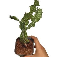 Image result for Euphorbia bougheyi