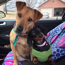 Black And Tan Mini Dachshund I Love Puppy Head Tilts Mini Black And Tan Dachshund Doxie Lab Mix Dog Sisters Sausagedog Doxi Black And Tan Dachshund Dachshund Mom Doxie Puppies