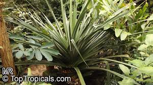Image result for Pandanus sp. B