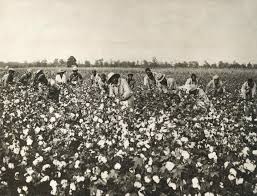 Cotton Harvesting, ca. 1930s - Encyclopedia of Alabama