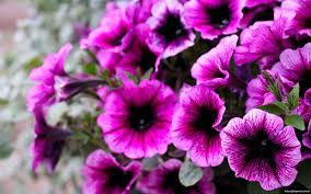 Purple Flowers Pictures Hd Background Wallpaper 19 Purple Flower Pictures Purple Flowers Wallpaper Purple Flowers