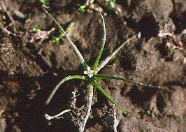 Image result for Subularia