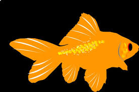 Check spelling or type a new query. Gambar Ikan Aligator Manjuari 1024x576 Wallpaper Teahub Io