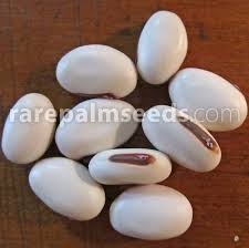 Image result for Canavalia ensiformis