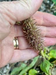 Image result for Pycnostachys reticulata