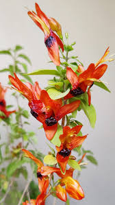 Image result for Ruttya fruticosa