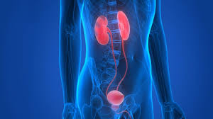 Urology Best Hospital In Kukatpally Padmaja Hospital Urologists Hospital Best Hospitals