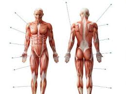 They keep the skeleton balance and make it move. Aqa New Gcse Pe 9 1 Muscles Of The Body Diagram And Separate Sheet Containing Names Teaching Resources