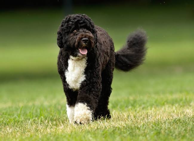 Image result for portuguese water dog"