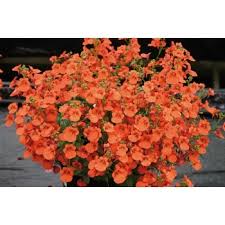 Image result for ostruhatka