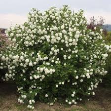Viburnum lantana) ist ein blattverlierender strauch, der sich ideal für eine hohe, blühende hecke eignet, sowohl in gärten als auch z.b. Gartenschneeball Viburnum Opulus Roseum Weiss