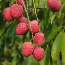 The white, fleshy inside is sweet and tart, and can be used in a number of desserts, drinks, or all on their own. Lychee Fruit On Branch Photograph By Bradford Martin