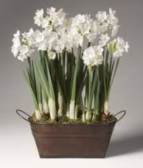 Potted Plant Paperwhite Flowers Paperwhites Christmas Flowers