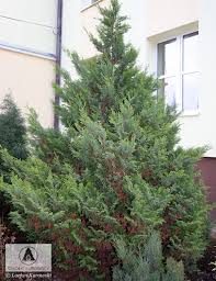 Image result for Chamaecrista plumosa