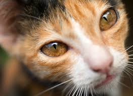 Other diseases, like systemic lupus erythematosus (sle). Eye Inflammation Anterior Uveitis In Cats Petmd