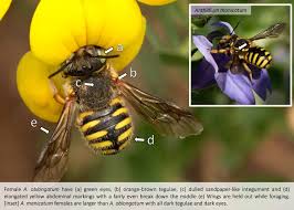 Image result for Ormocarpum schliebenii
