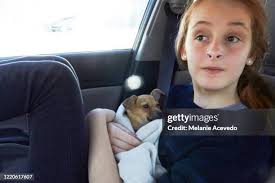 589 Dog Headed Stock Photos, High-Res Pictures, and Images