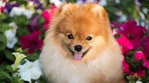 Check spelling or type a new query. Spring Flowers For Your Dog Friendly Garden Dogtails