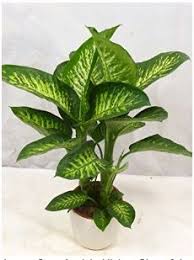 Http Luftreinigende Pflanzen De Dieffenbachia Plant Leaves House Plants Plants