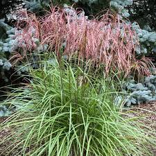 Image result for Agelanthus musozensis