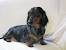 Black And Tan Dapple Dachshund Puppy