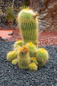Jardin De Cactus Cactus Lanzarote Spain En 2020 Jardin De Cactus Como Injertar Cactus Cactus