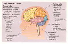 This Is A List Of The Different Brain Functions It Is Important For Teachers To Know How The Brain Works I Brain Anatomy Brain Parts Brain Parts And Functions