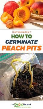 How To Germinate Peach Pits And Why You Should The Grow Network Organic Gardening Tips Peach Pit Growing Fruit