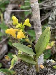 Image result for Diaphananthe sarcophylla