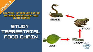 It is not the same thing as a food chain, . To Study The Terrestrial Food Chain Class 5 Food Chain Terrestrial Tissue Types