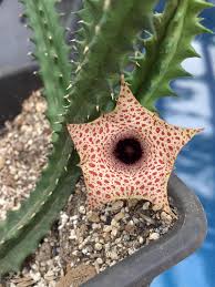 Image result for Huernia hislopii