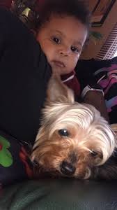 Lost dog near northern college