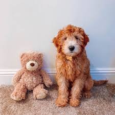 Donate now to save a dog. Toy Poodle Puppies For Adoption Home Facebook