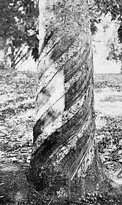 Image result for Hevea brasiliensis