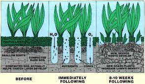 Average costs and comments from costhelper's team of professional journalists and community of users. Lawn Aeration Seeding Services Giroud Tree Lawn