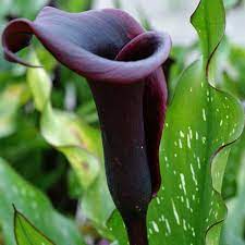 Queen Of The Night Calla Lily Zantedeschia Queen Of The Night At Wayside Gardens Calla Lily Bulbs Bulb Flowers Calla Lily
