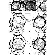 Image result for Micractis