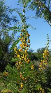 Image result for Acacia davyi