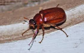 If you make a purchase through these links, we earn a small commission at no extra charge to you. My Dog Is Eating June Bugs Are They Bad Or Poisonous Pet Care Advisors